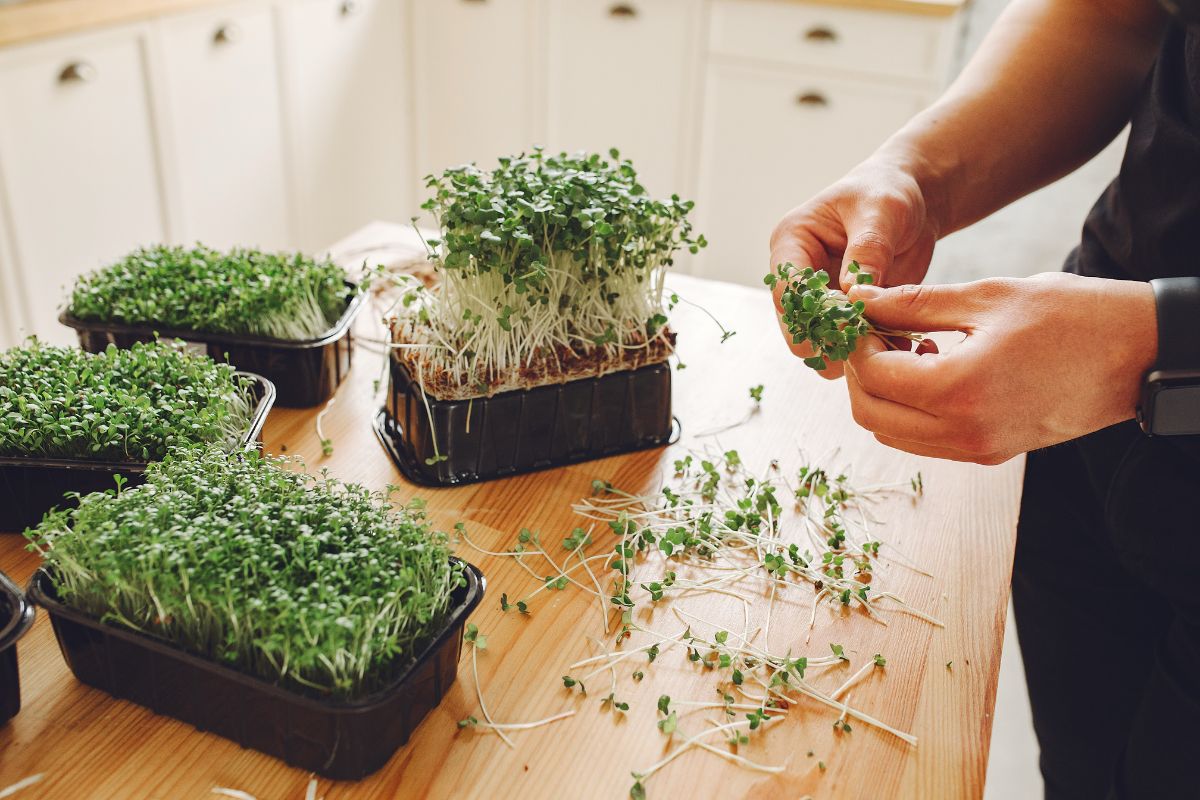 sprouts