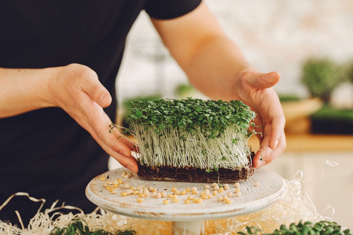 Sprouts – Tiny Shoots, Great Power in the Diet