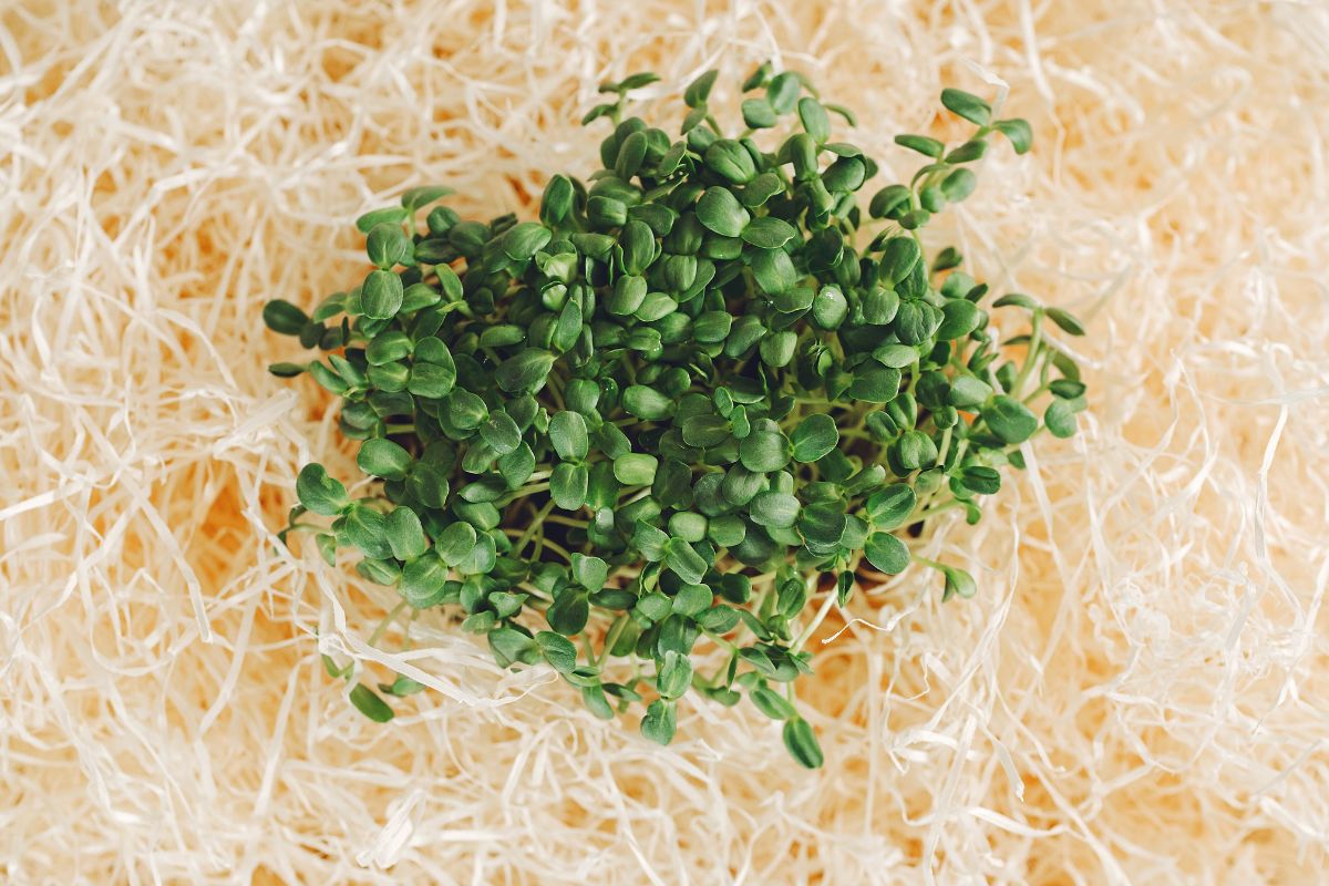 sprouts and health