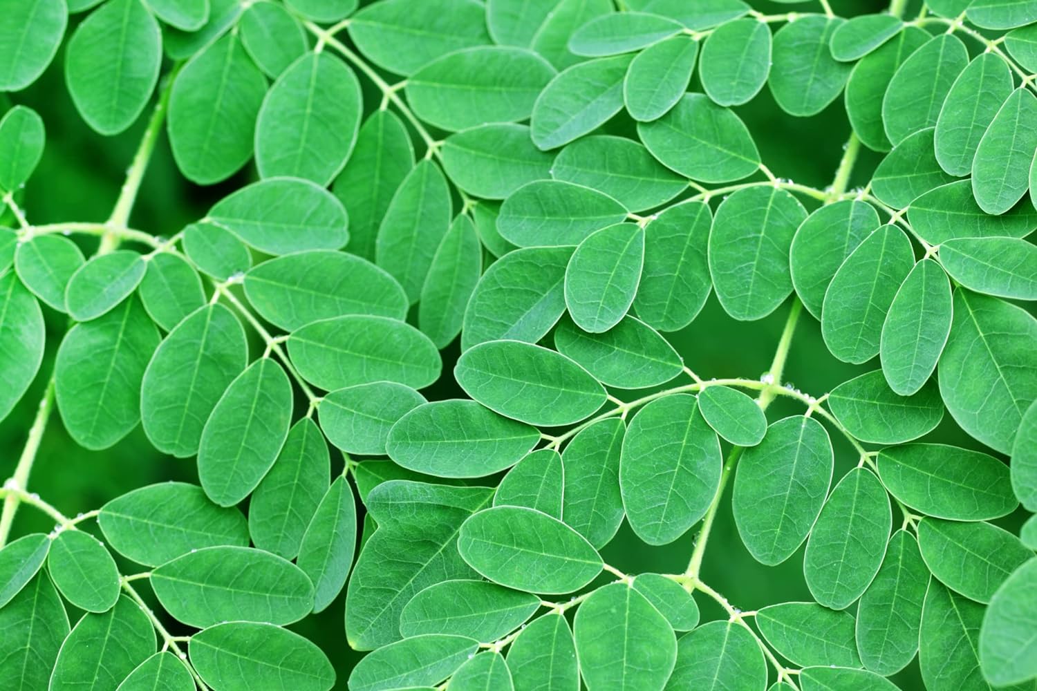 Mire jó a moringa por?