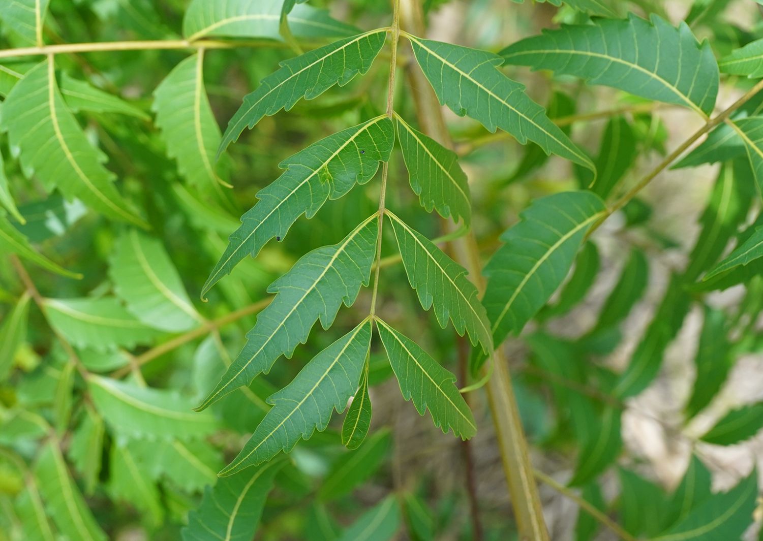 Neem fa